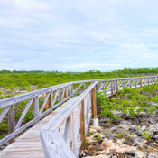 20171216_BNT_Rotary_Bahamas_Mangrove_Planting_0060-copy-12