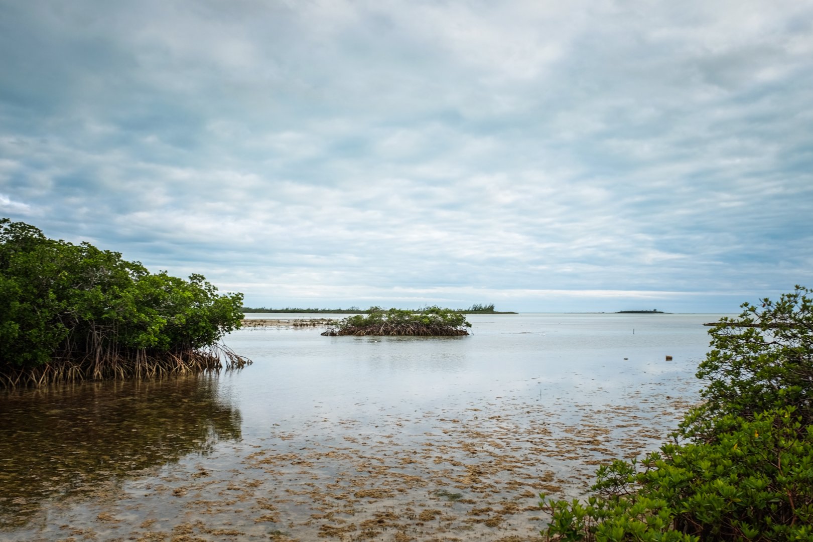 20171216_BNT_Rotary_Bahamas_Mangrove_Planting_0062 (1)