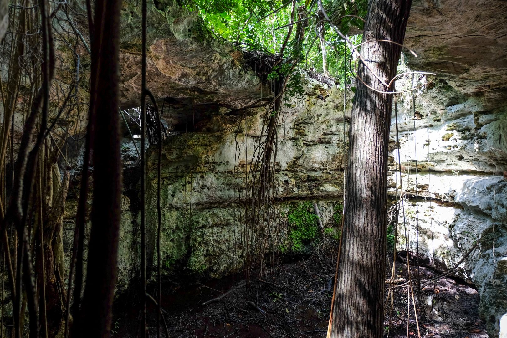 2017_Primeval_Forest_0008 (1)