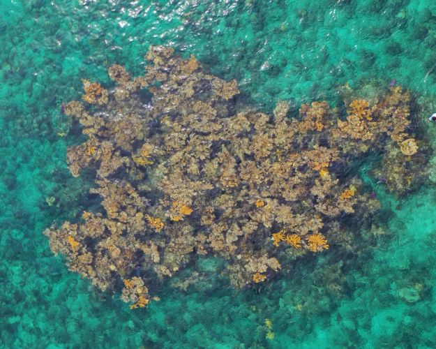 Aerial of Coral Reef 2 (1)