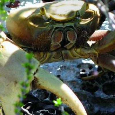 andros-crab_replenishment_reserve andros-crab_replenishment_reserve