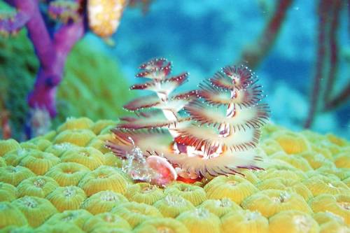 Andros-North-Marine-Park-small