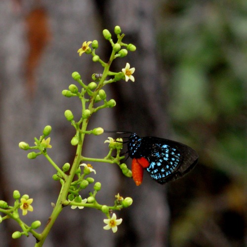 Atala Butterfly 2 (1)