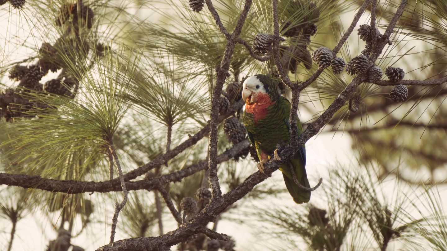 BAHAMA PARROT 4 2 (2)