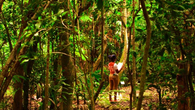 Bahamian-Forests-Virtual-Park-Experience