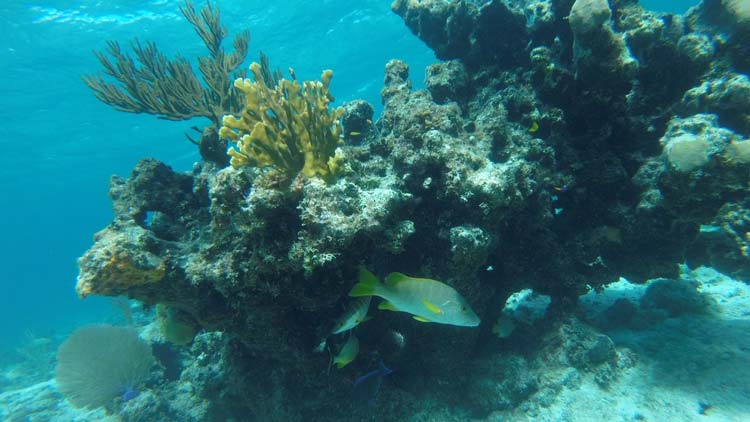 Barrier-Reefs