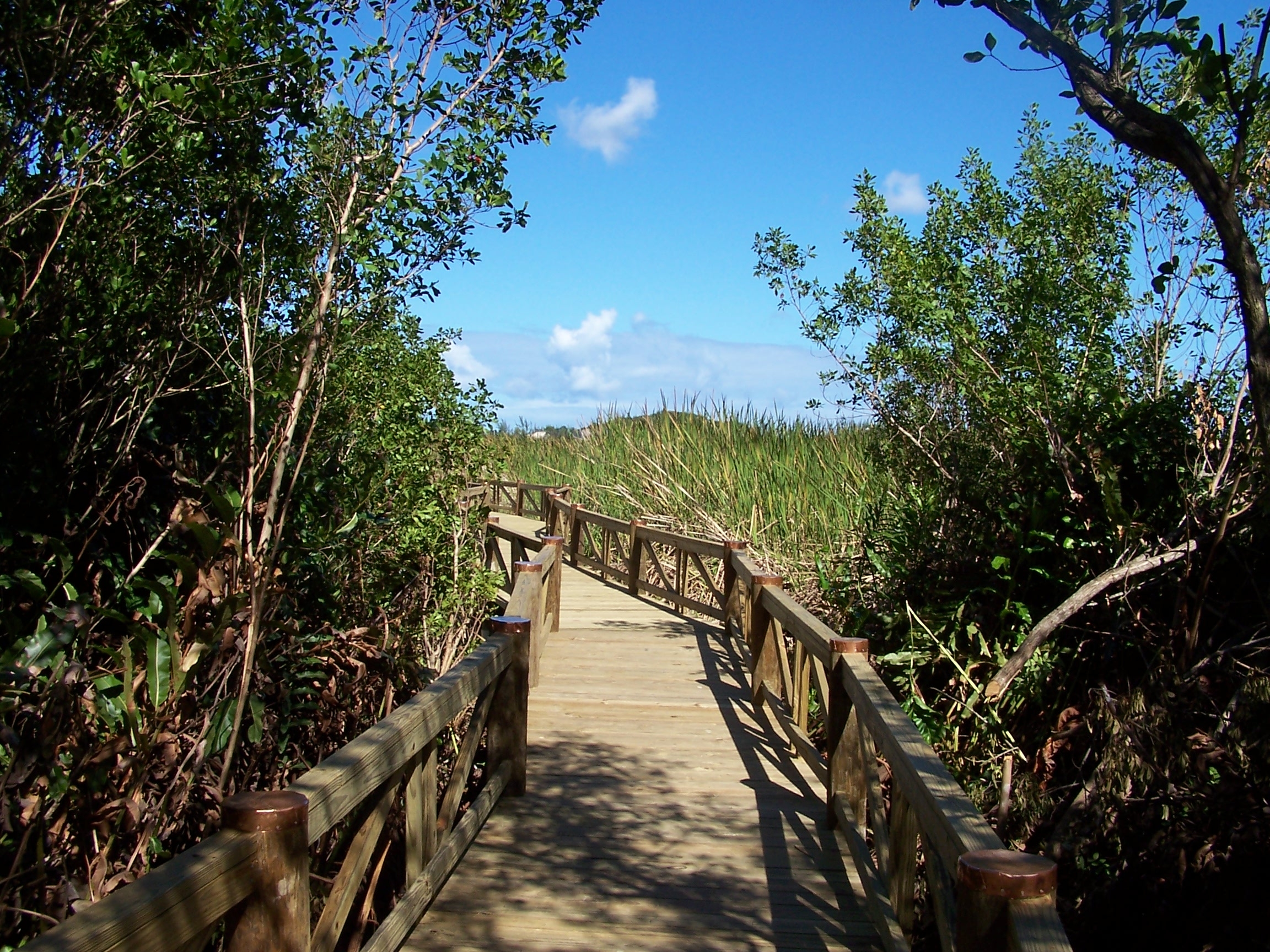 BNT Boardwalk at Harrold and Wilson Ponds NP - Bahamasair summer 2015 story copy (1)