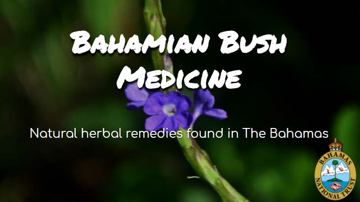 bush-medicine