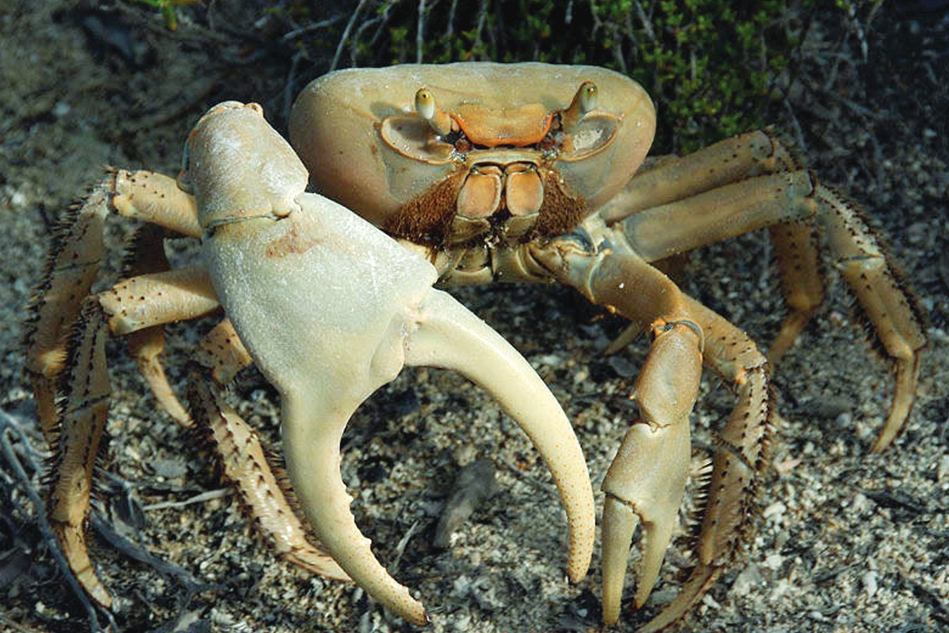 Crab Replenishment Reserve 2 3x5 (1)