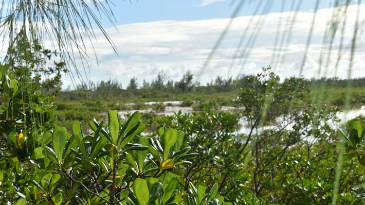 Crab-Replenishment-Reserve