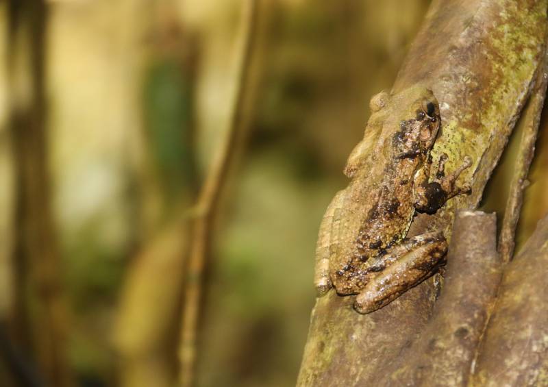 Cuban Tree Frog