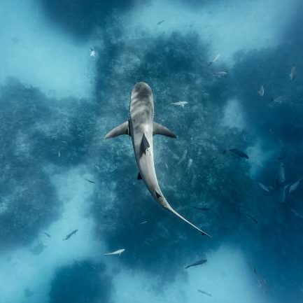 Picture of a swimming shark in Exuma