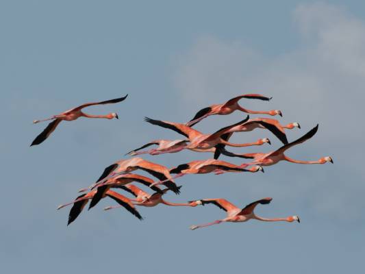 Flamingos-in-flight-Melissa-Groo-2 (1)