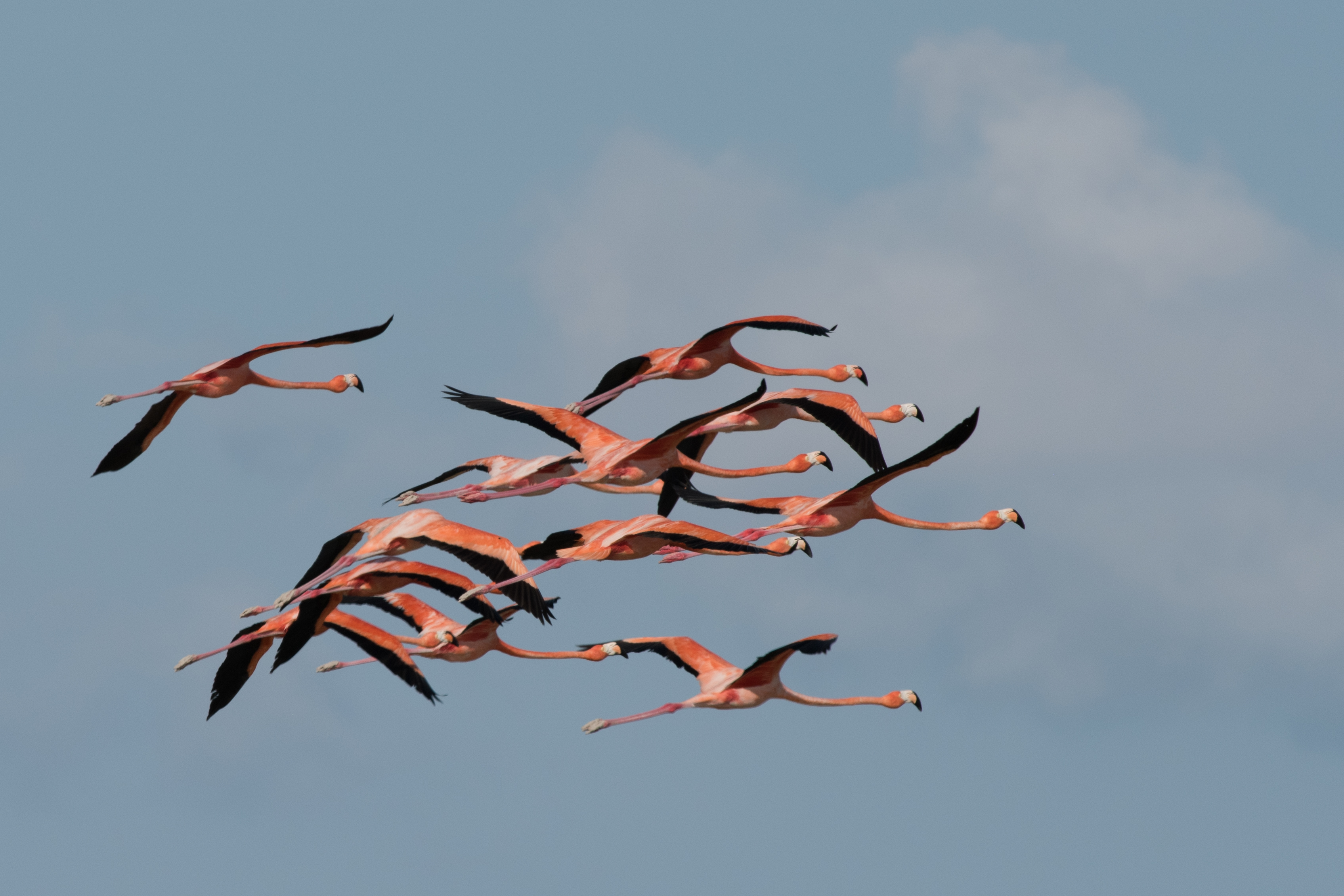 Flamingos in flight - Melissa Groo (2)