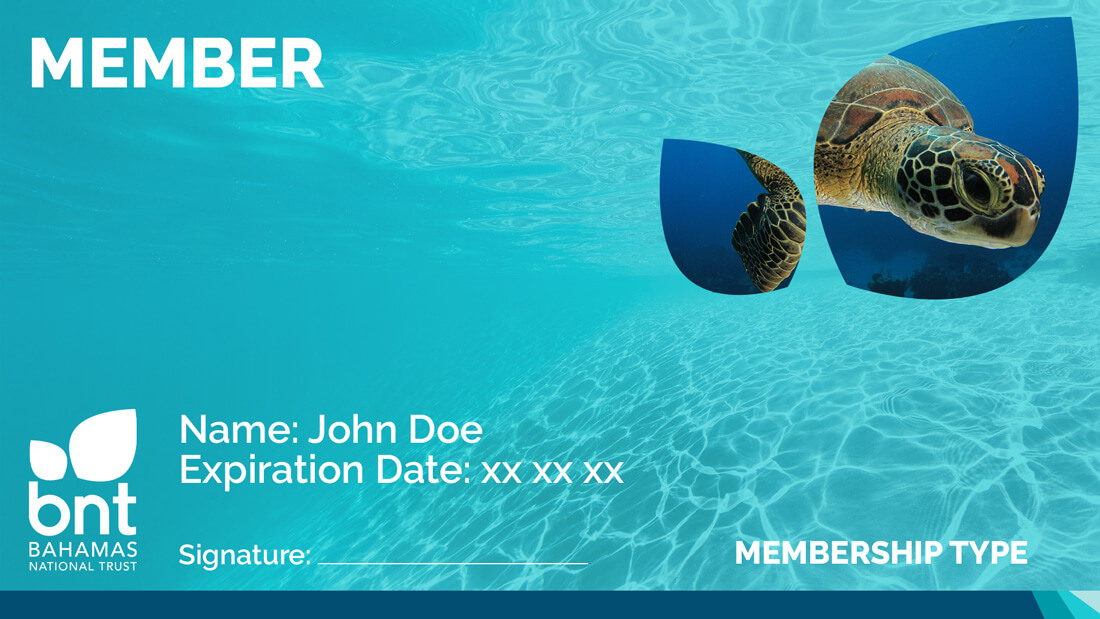 Gliding-Green-Sea-Turtle-Membership-Card