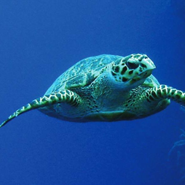 Grahams-Harbour-Iguana-Sea-Cay-3x5-side-2-1 Grahams-Harbour-Iguana-Sea-Cay-3x5-side-2-1