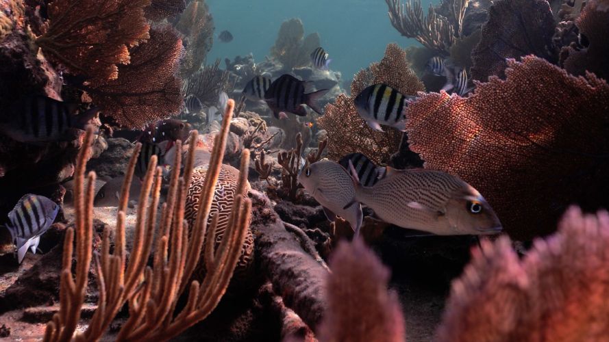 Healthy Coral Ecosystem (1)