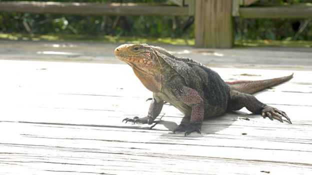 iguana-resized
