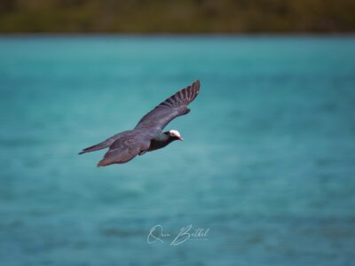 IMG_2193-Enhanced-NR