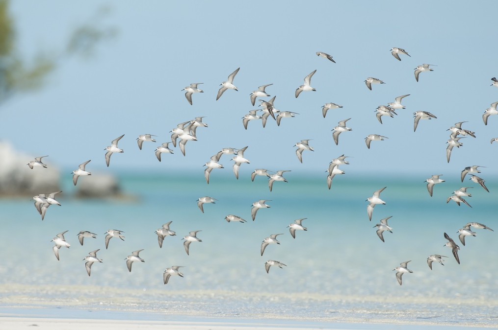 JoulterCays Shorebirds_8837_WGolderPhoto copy (1)