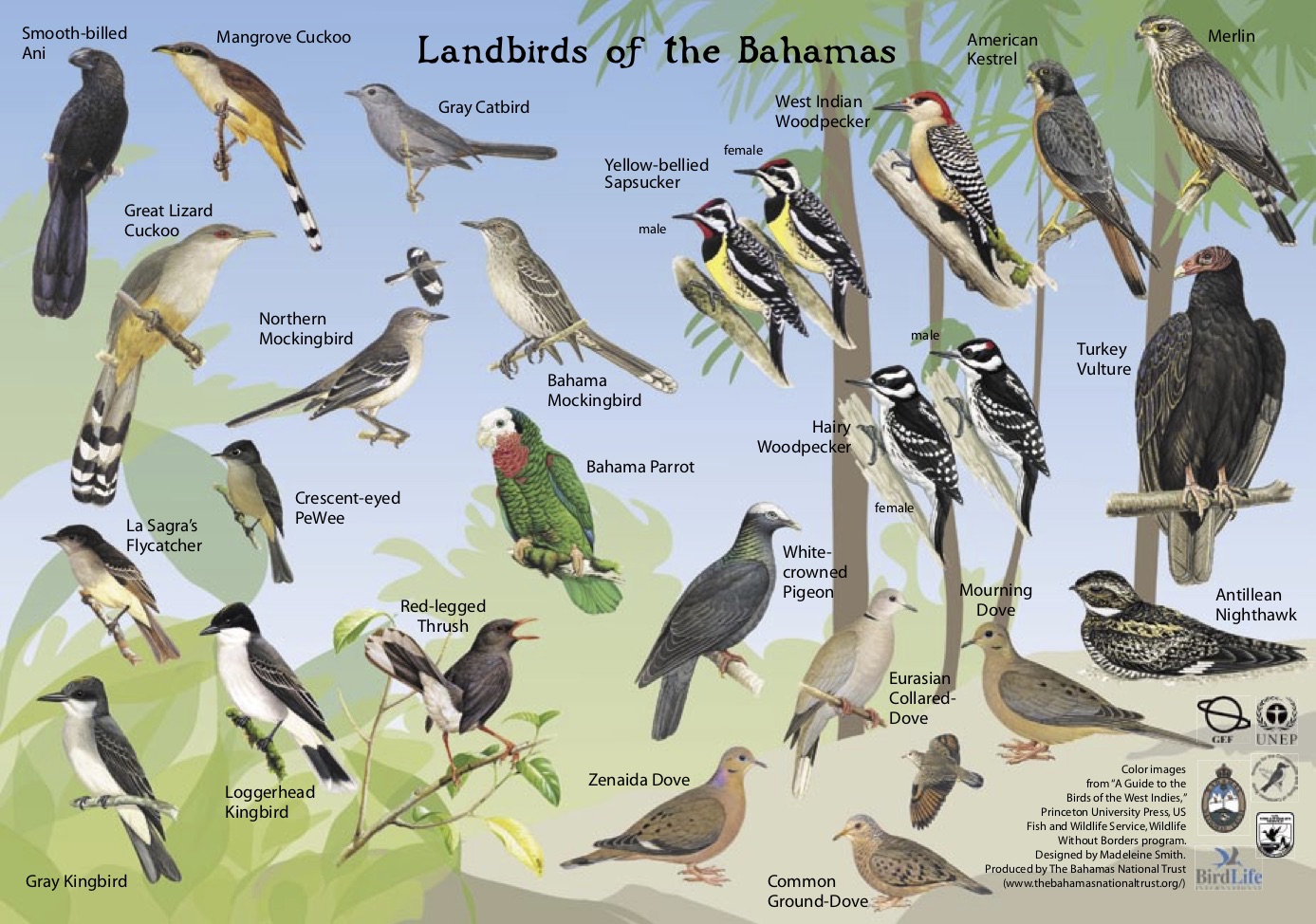 Land Birds of The Bahamas