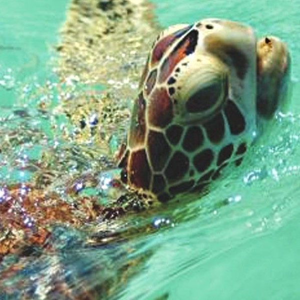 Little Inagua 3x5 side 2 (1)