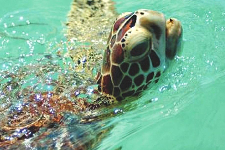 Little Inagua 3x5 side 2 (1)