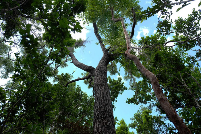 Mahogany-Tree-Primeval