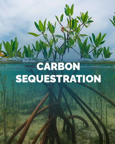 MC-Carbon-Sequestration
