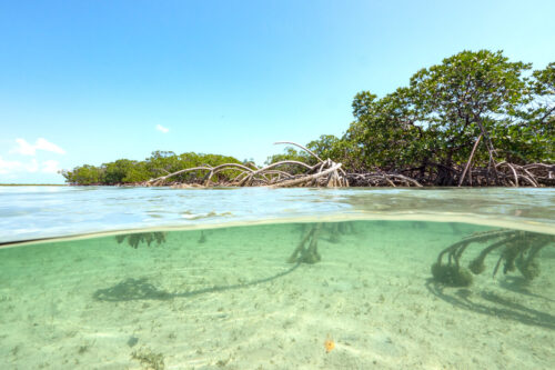 MC-Protecting-Mangroves-S3 MC-Protecting-Mangroves-S3