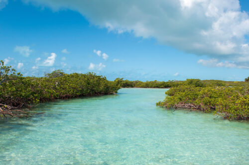 MC-Protecting-Mangroves-S4 MC-Protecting-Mangroves-S4