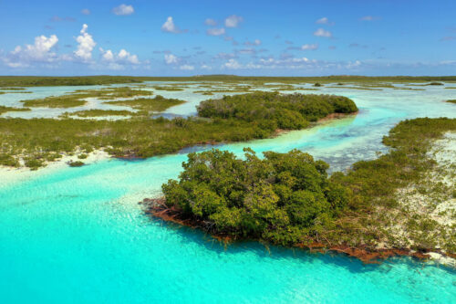 MC-Protecting-Mangroves-S5 MC-Protecting-Mangroves-S5