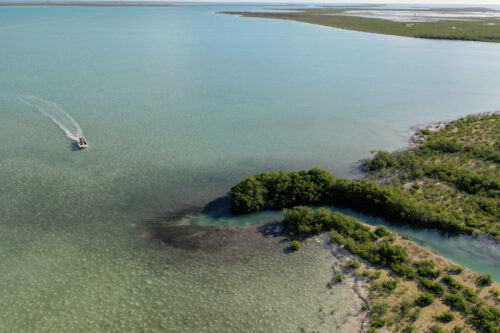 MC-Protecting-Mangroves-S6 MC-Protecting-Mangroves-S6