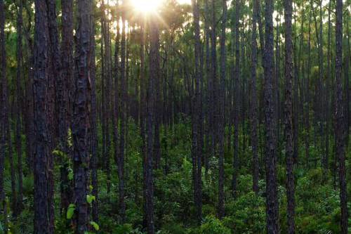 Pine-Forest- (1) (1)