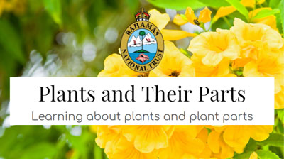 Plants-and-their-parts