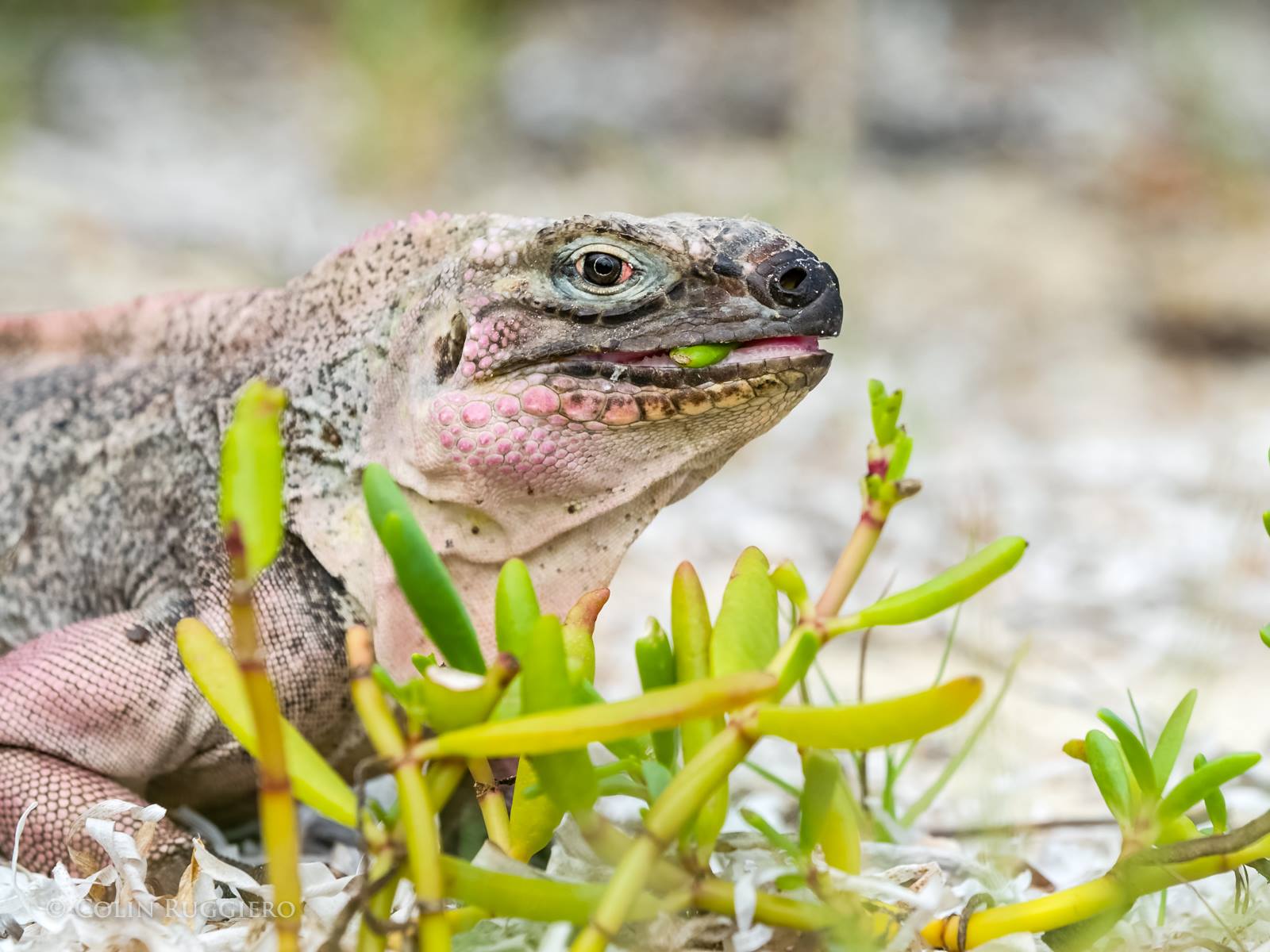 Rock Iguana