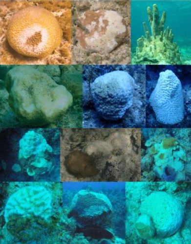 SCTLD Infected Grand Bahama Corals Studied by Perry Institute of Marine Science