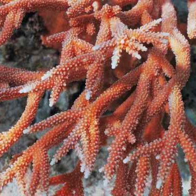 Staghorn close up (1) Staghorn close up (1)