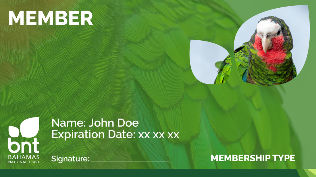 The-Bahama-Parrot-Membership-Card