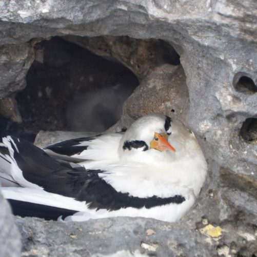 White Tailed Tropic Bird - BNT (1)