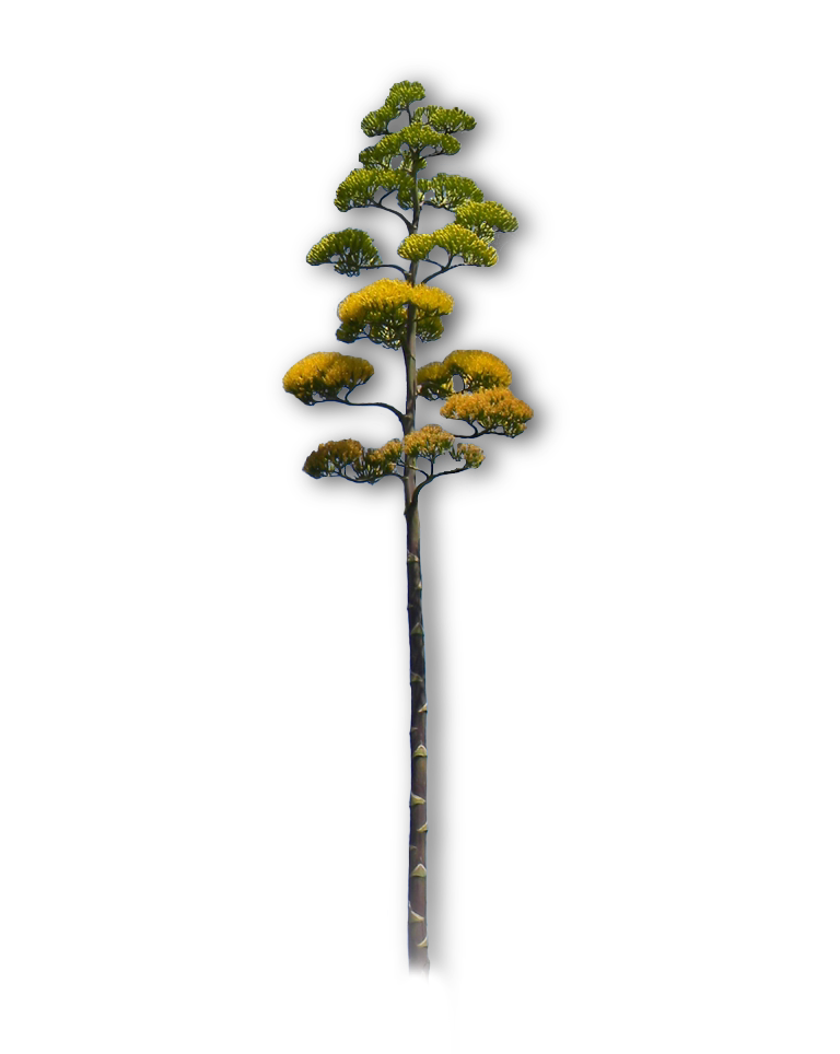 agave-bahamana-inflorescence (1)