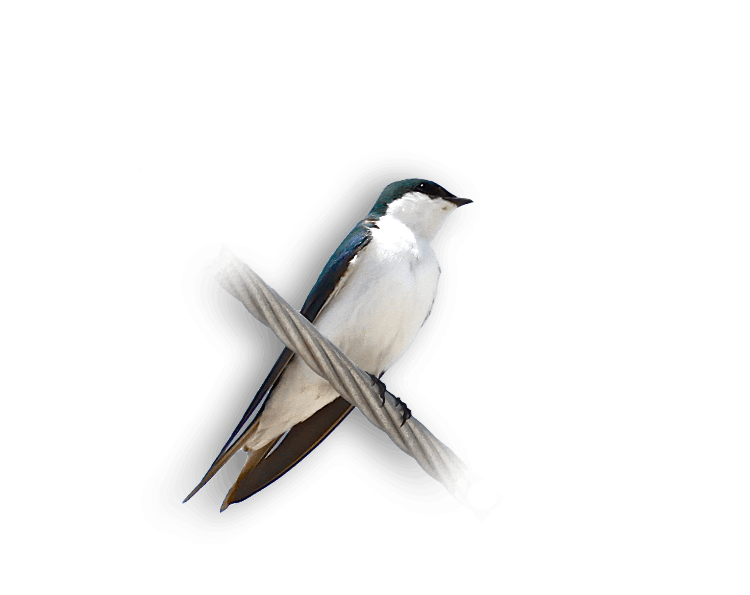 Bahama Swallow 2 (Bruce Hallett) KS
