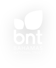 BNT Logo Full Colour