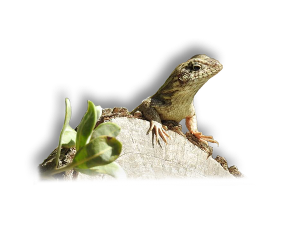 Curly-tail--m-maura-(1)