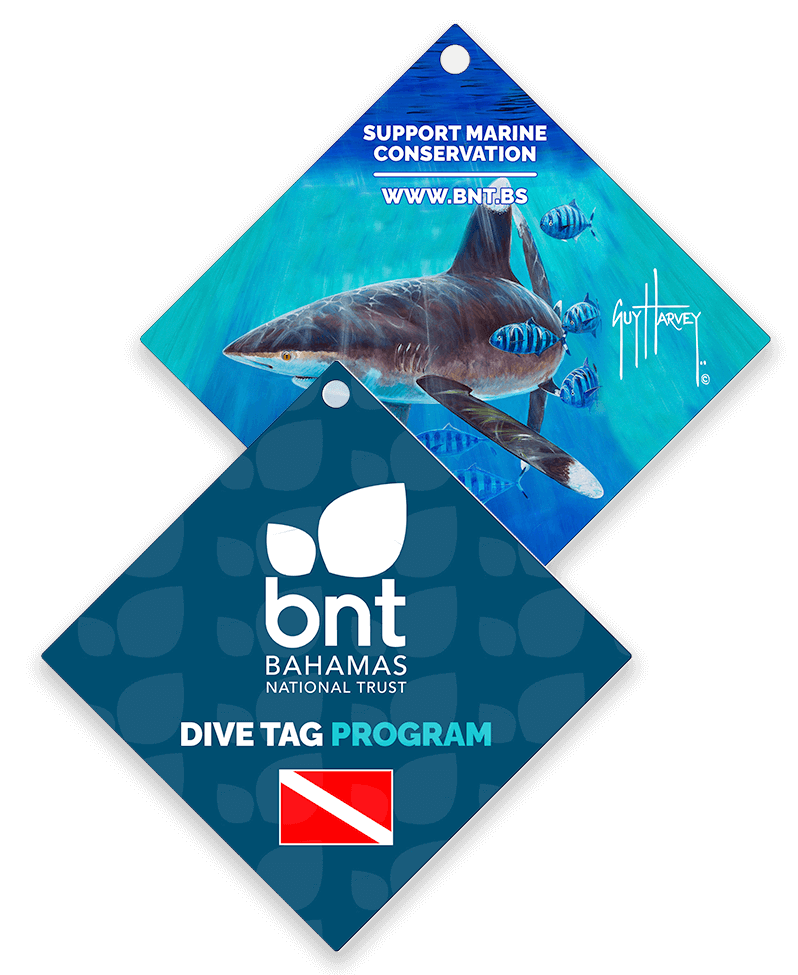 Dive Tags Samples