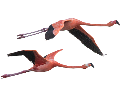 GROOMELISSA_InaguaBirds-14-copy-1