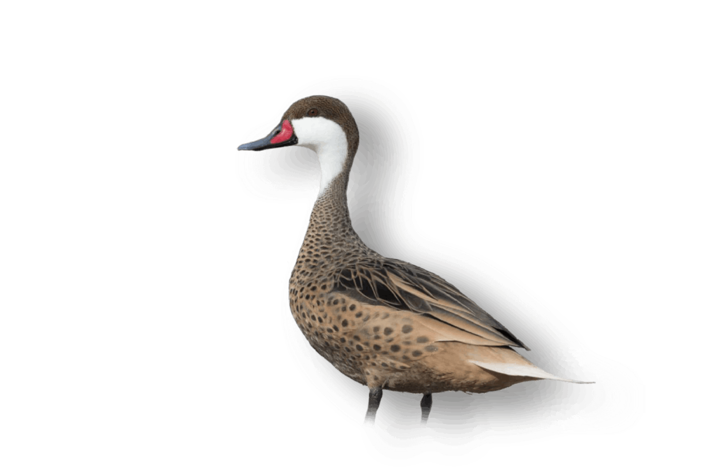 GROOMELISSA_InaguaBirds-54-WHITE-CHEEKED-PINTAIL-1 (1) (2)