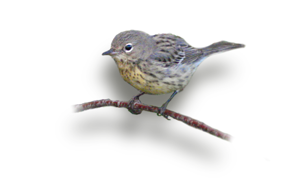 Kirtlands-Warber-e1539363607701-1024x614 (2)