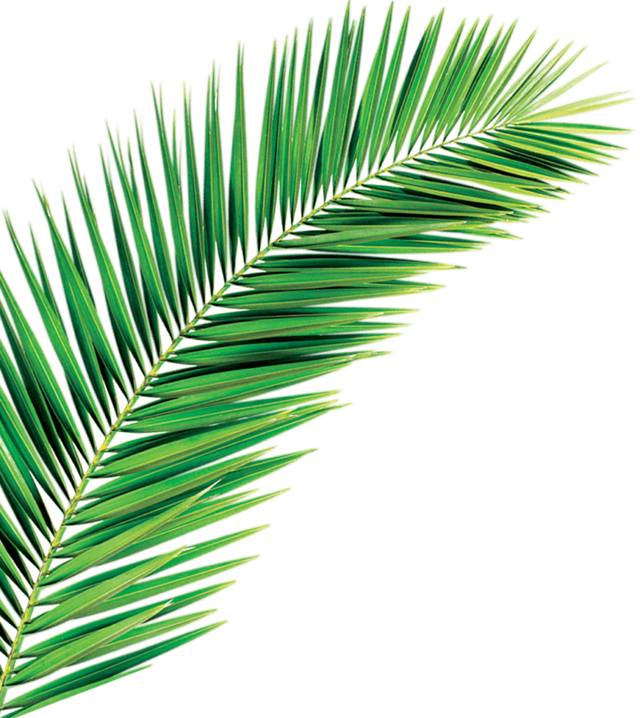 Palm no background 3