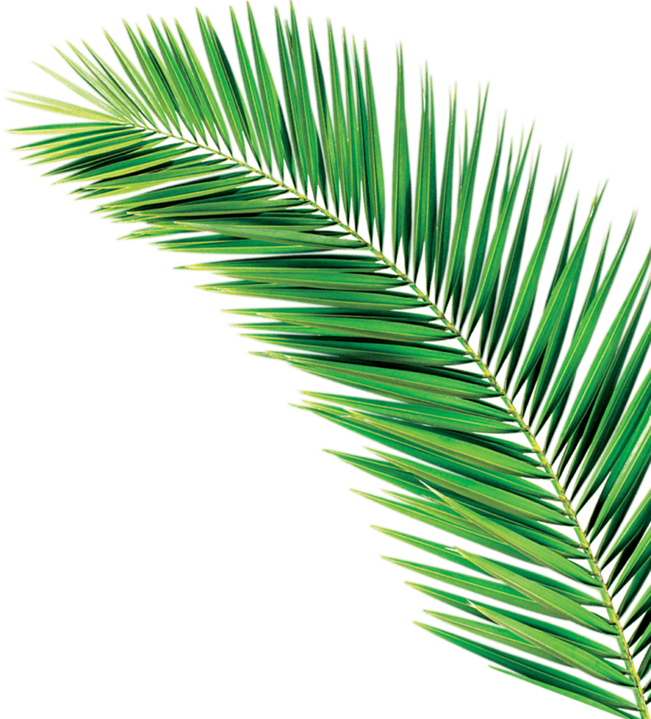 Palm no background 3R